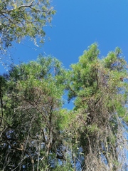 Astianthus viminalis