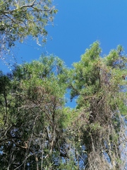 Astianthus viminalis