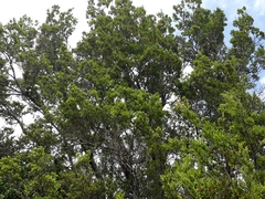 Nothofagus truncata