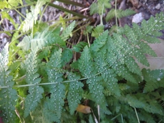 Woodsia caucasica