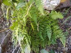 Woodsia caucasica