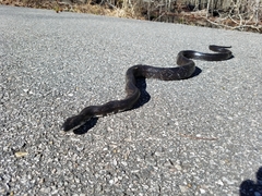 Pantherophis alleghaniensis