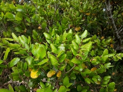Nothofagus truncata