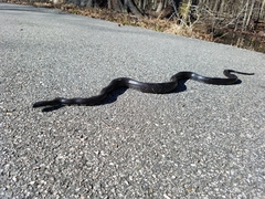 Pantherophis alleghaniensis