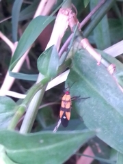 Oncopeltus spectabilis