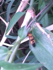 Oncopeltus spectabilis