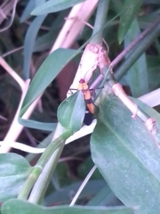 Oncopeltus spectabilis