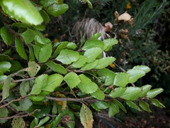 Nothofagus truncata