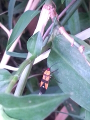 Oncopeltus spectabilis