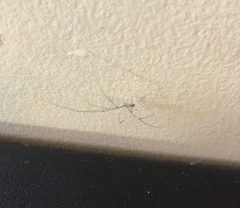 Pholcus phalangioides