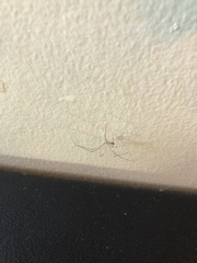 Pholcus phalangioides