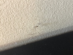 Pholcus phalangioides