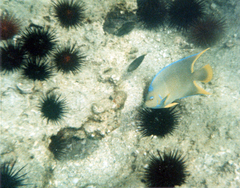 Holacanthus bermudensis