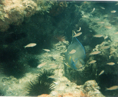 Holacanthus bermudensis