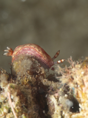 Hypselodoris maculosa