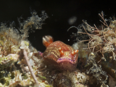 Hypselodoris paradisa