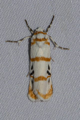 Cyana quadrinotata