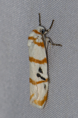 Cyana quadrinotata