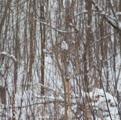 Heracleum sosnowskyi