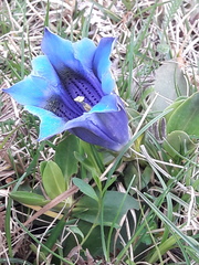 Gentiana acaulis