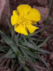 Ranunculus gramineus