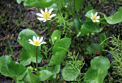 Caltha biflora