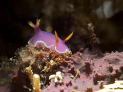 Hypselodoris bullockii