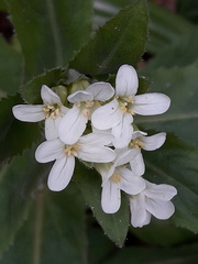 Pseudoturritis turrita