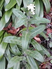 Pseudoturritis turrita