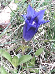 Gentiana acaulis