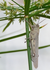 Anacridium aegyptium