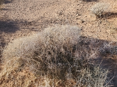 Coleogyne ramosissima