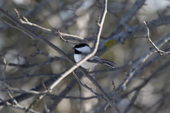 Poecile atricapillus image