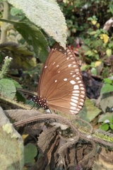 Euploea klugii kollari