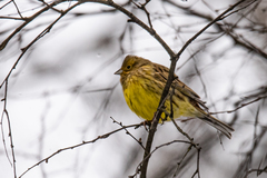Emberiza citrinella