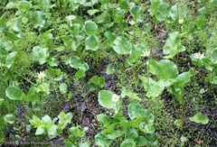 Caltha biflora