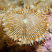 Sunray Zoanthid - Photo (c) 104623964081378888743, some rights reserved (CC BY-NC), uploaded by 104623964081378888743
