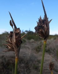 Bobartia robusta