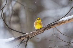 Emberiza citrinella