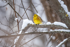 Emberiza citrinella