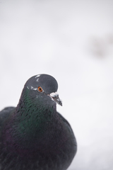 Columba livia domestica