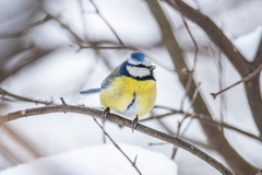 Cyanistes caeruleus