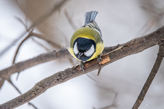 Parus major