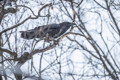 Corvus corax