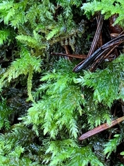 Pseudisothecium cristatum