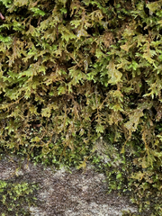 Pseudisothecium cristatum