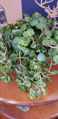 Sedum tetractinum
