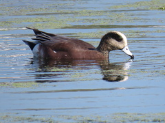 Mareca americana