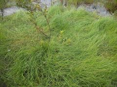 Eleocharis melanocarpa