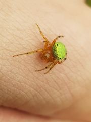 Neoscona rufipalpis
